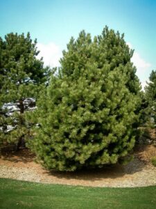 Сосна Чёрная (Pinus Nigra) купить по цене от 270.00р. в интернет-магазине «Посадика» с доставкой почтой в в Немане и по всей России – [изображение №1].