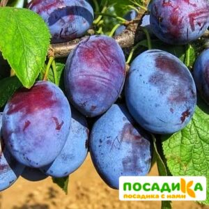 Слива Чачакская ранняя купить по цене от 229.00р. в интернет-магазине «Посадика» с доставкой почтой в в Немане и по всей России – [изображение №1].