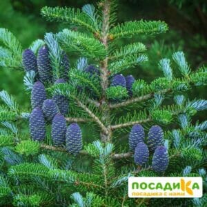 Пихта корейская (Abies koreana) купить по цене от 450.00р. в интернет-магазине «Посадика» с доставкой почтой в в Немане и по всей России – [изображение №1].