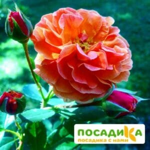 Роза Арабия купить по цене от 350.00р. в интернет-магазине «Посадика» с доставкой почтой в в Немане и по всей России – [изображение №1].