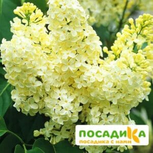 Сирень Примроуз (Primrose) купить по цене от 529.00р. в интернет-магазине «Посадика» с доставкой почтой в в Немане и по всей России – [изображение №1].