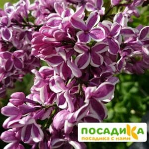 Сирень Сенсация купить по цене от 529.00р. в интернет-магазине «Посадика» с доставкой почтой в в Немане и по всей России – [изображение №1].