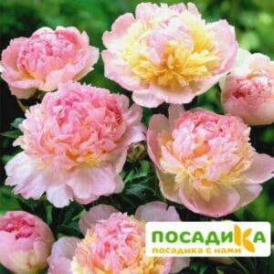 Пион Распберри Сандей (Paeonia Raspberry Sundae) купить по цене от 959р. в интернет-магазине «Посадика» с доставкой почтой в в Немане и по всей России – [изображение №1].