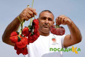 Клубника Гигант Джорнея купить по цене от 266р. в интернет-магазине «Посадика» с доставкой почтой в в Немане и по всей России – [изображение №1].