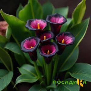 Калла Аура Лейс купить по цене от 400р. в интернет-магазине «Посадика» с доставкой почтой в в Немане и по всей России – [изображение №1].