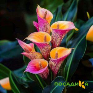 Калла Оникс купить по цене от 450р. в интернет-магазине «Посадика» с доставкой почтой в в Немане и по всей России – [изображение №1].