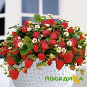 Клубника Рубиновый Шепот (горшечная) купить по цене от 240р. в интернет-магазине «Посадика» с доставкой почтой в в Немане и по всей России – [изображение №1].