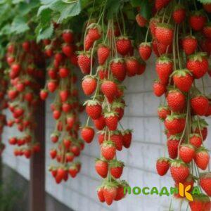 Клубника вьющаяся Комплимент купить по цене от 470р. в интернет-магазине «Посадика» с доставкой почтой в в Немане и по всей России – [изображение №1].