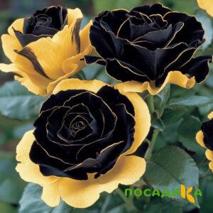 Роза Ханни Сикл купить по цене от 700р. в интернет-магазине «Посадика» с доставкой почтой в в Немане и по всей России – [изображение №1].