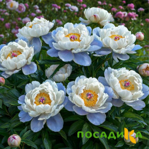 Пион акварельный Этюд купить по цене от 806р. в интернет-магазине «Посадика» с доставкой почтой в в Немане и по всей России – [изображение №1].