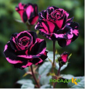 Роза Багровый Шепот купить по цене от 366р. в интернет-магазине «Посадика» с доставкой почтой в в Немане и по всей России – [изображение №1].