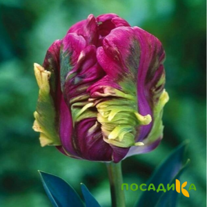 Тюльпан Экзотик Хэвен купить по цене от 186р. в интернет-магазине «Посадика» с доставкой почтой в в Немане и по всей России – [изображение №1].