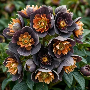 Морозник Блум Айс купить по цене от 499р. в интернет-магазине «Посадика» с доставкой почтой в в Немане и по всей России – [изображение №1].